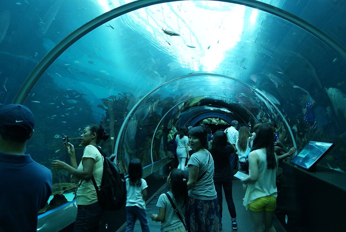 Singapore Oceanarium: A Family Guide to Sentosa's Big New Aquarium