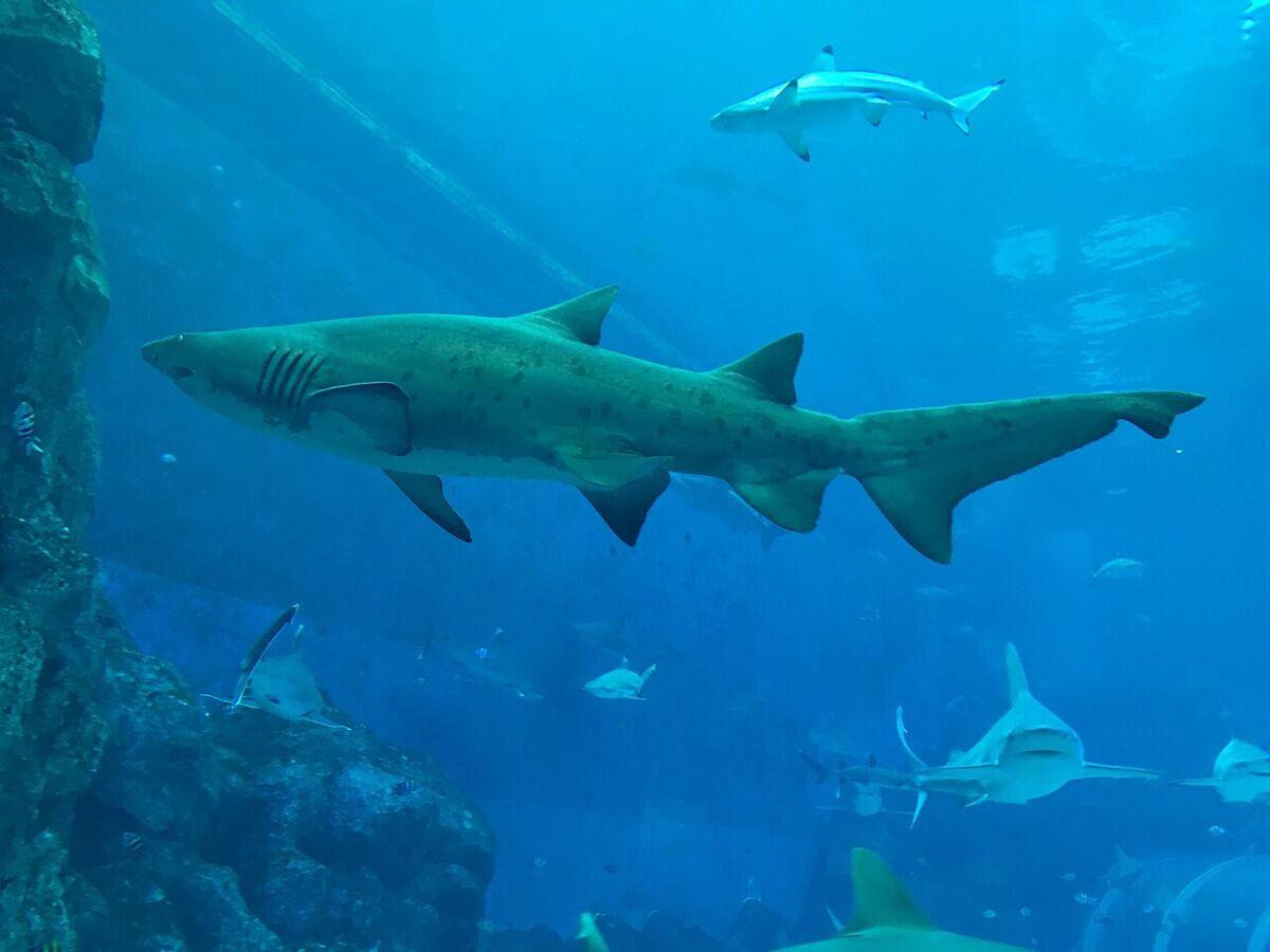 A large sand tiger shark glides past rocks in the Shark Seas habitat at S.E.A. Aquarium Sentosa