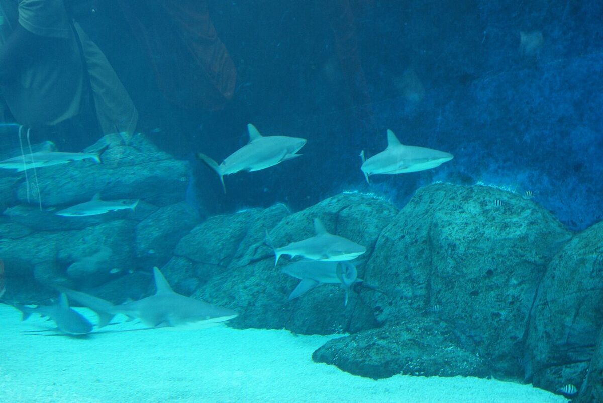 Several reef sharks swim among rocks in the Shark Seas tank at S.E.A. Aquarium Sentosa