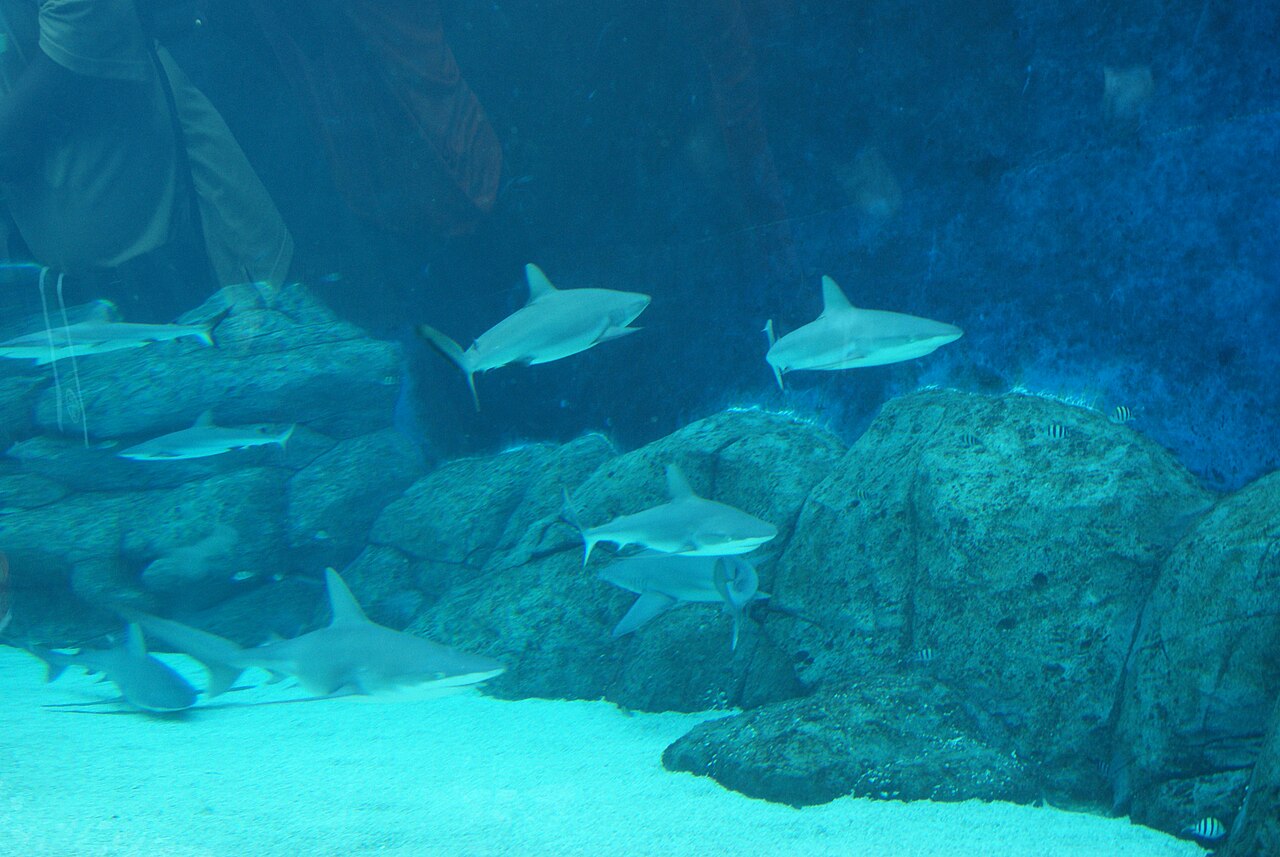 Several reef sharks swim among rocks in the Shark Seas tank at S.E.A. Aquarium Sentosa