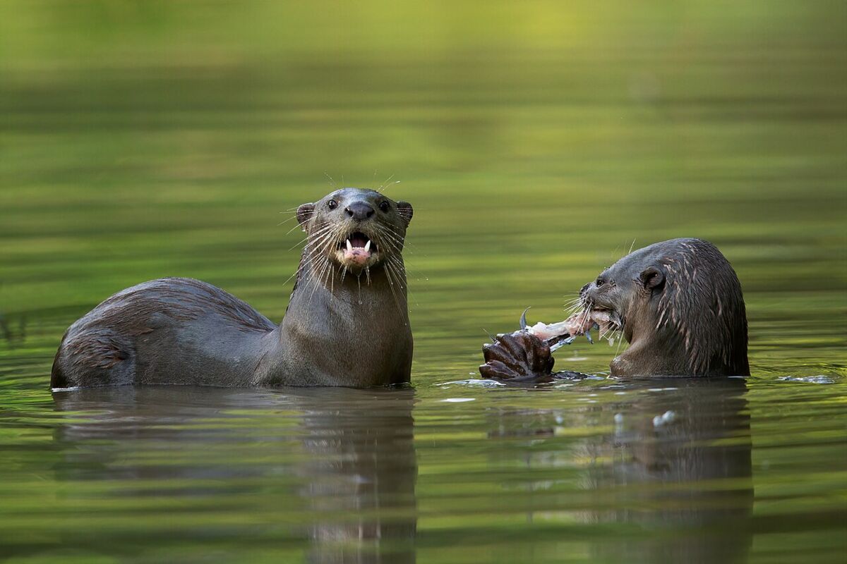 Two smooth-coated otters in the water sharing a fish at Jurong Eco Garden, Singapore
