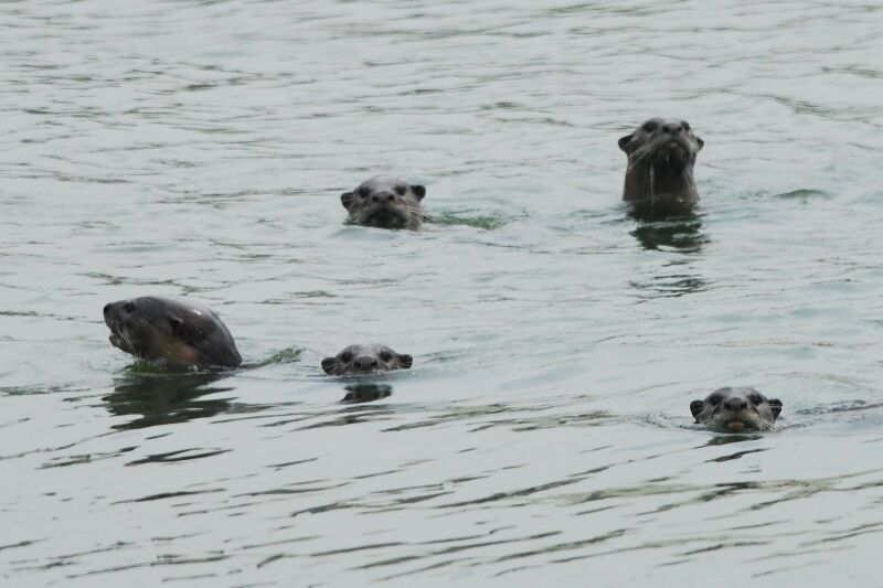 Singapore Otters: A Family Guide to Spotting Them in the Wild