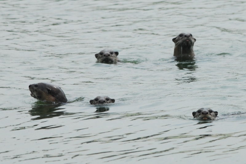 Singapore Otters: A Family Guide to Spotting Them in the Wild