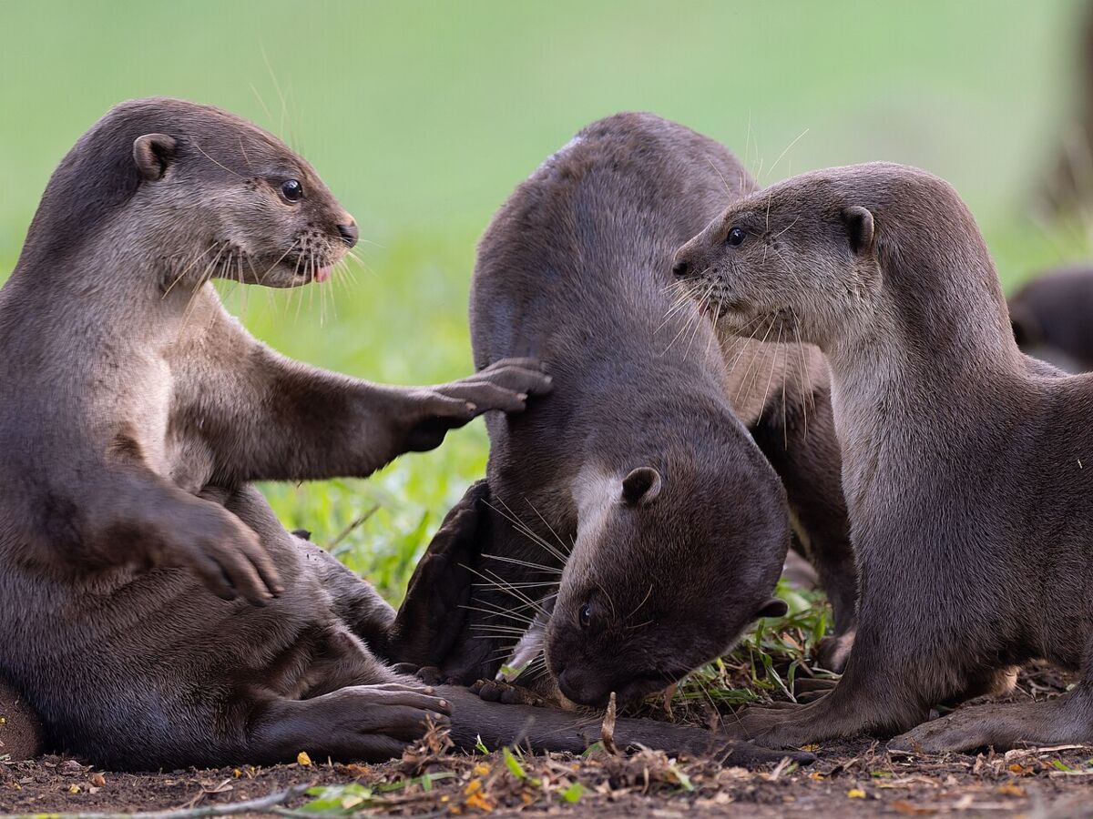A group of smooth-coated otters grooming and resting together on land in Singapore