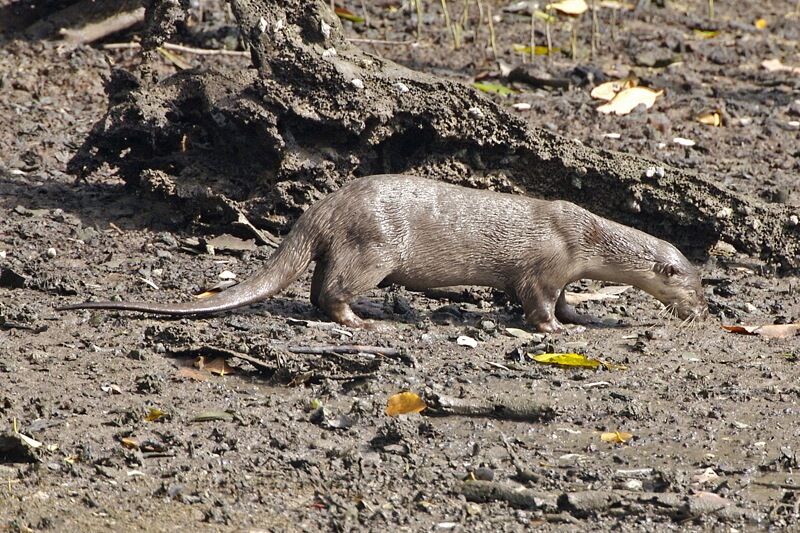 A smooth-coated otter walking across a muddy mangrove bank in Singapore