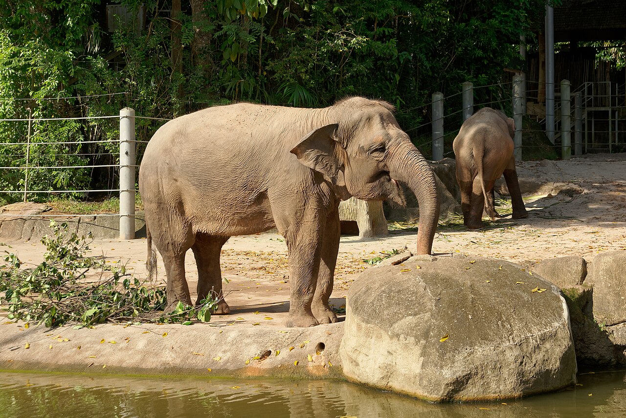Asian elephants in their open enclosure beside water at Singapore Zoo