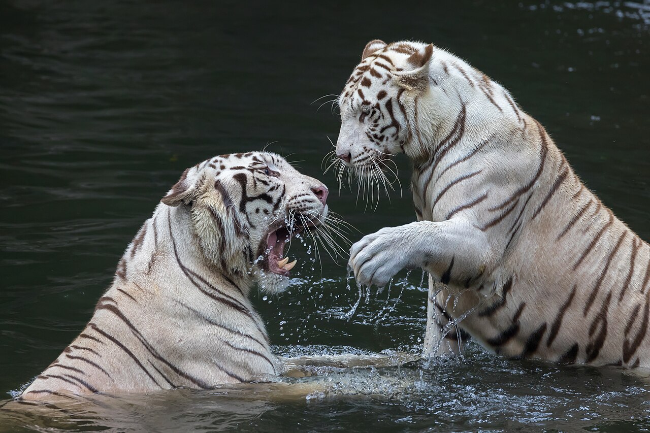 Singapore Zoo: The Complete Family Guide for 2026