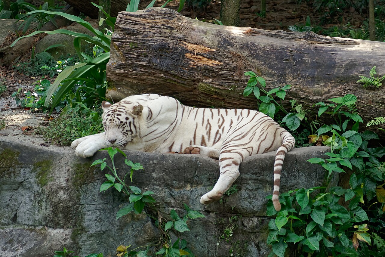 White tiger resting on a rock ledge surrounded by greenery at Singapore Zoo