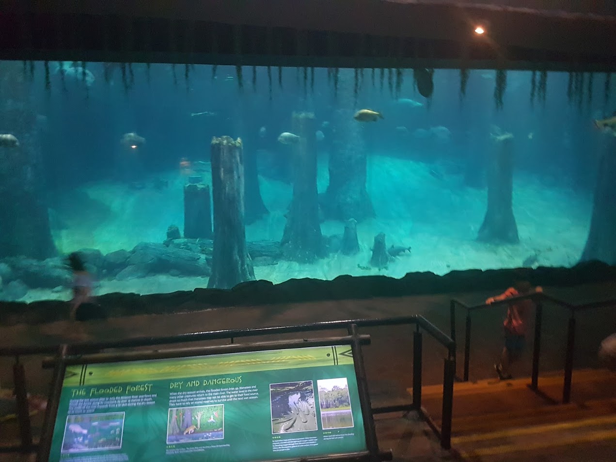 Underwater riverine exhibit with fish and submerged trees viewed by visitors at Singapore Zoo