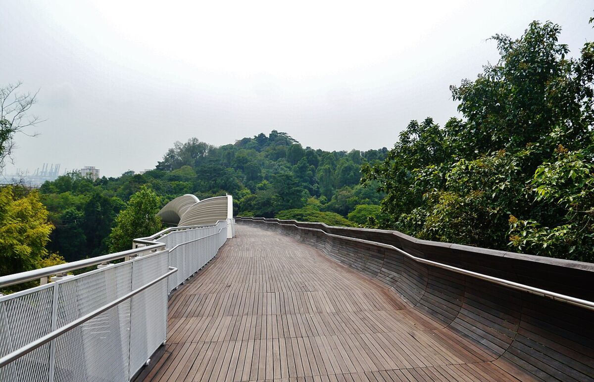 Curving wooden boardwalk of the Southern Ridges winding along a forested ridge with the city skyline in the distance