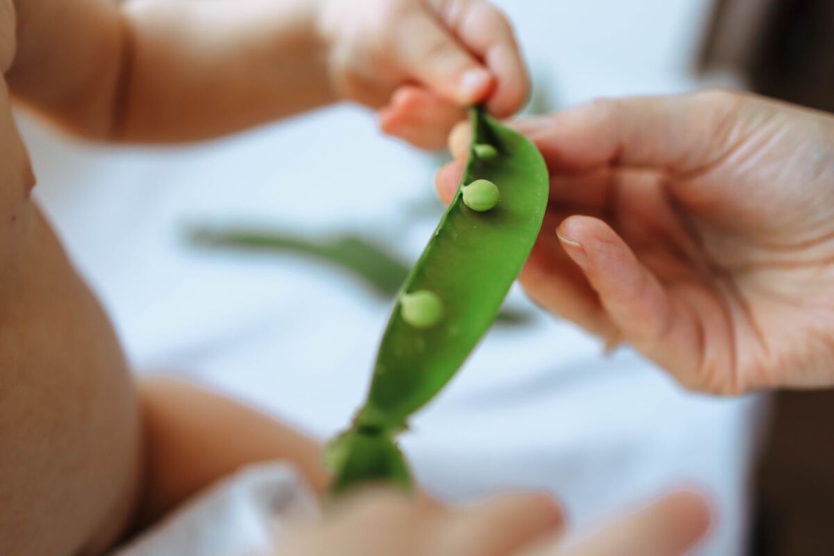 A baby and an adult hand holding a fresh green pea pod together.