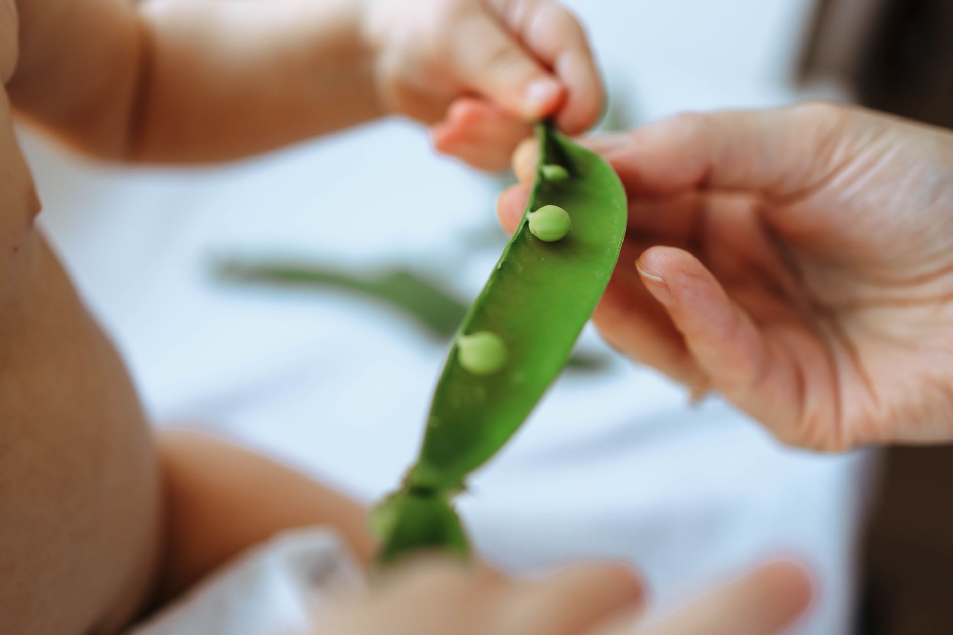 A baby and an adult hand holding a fresh green pea pod together.