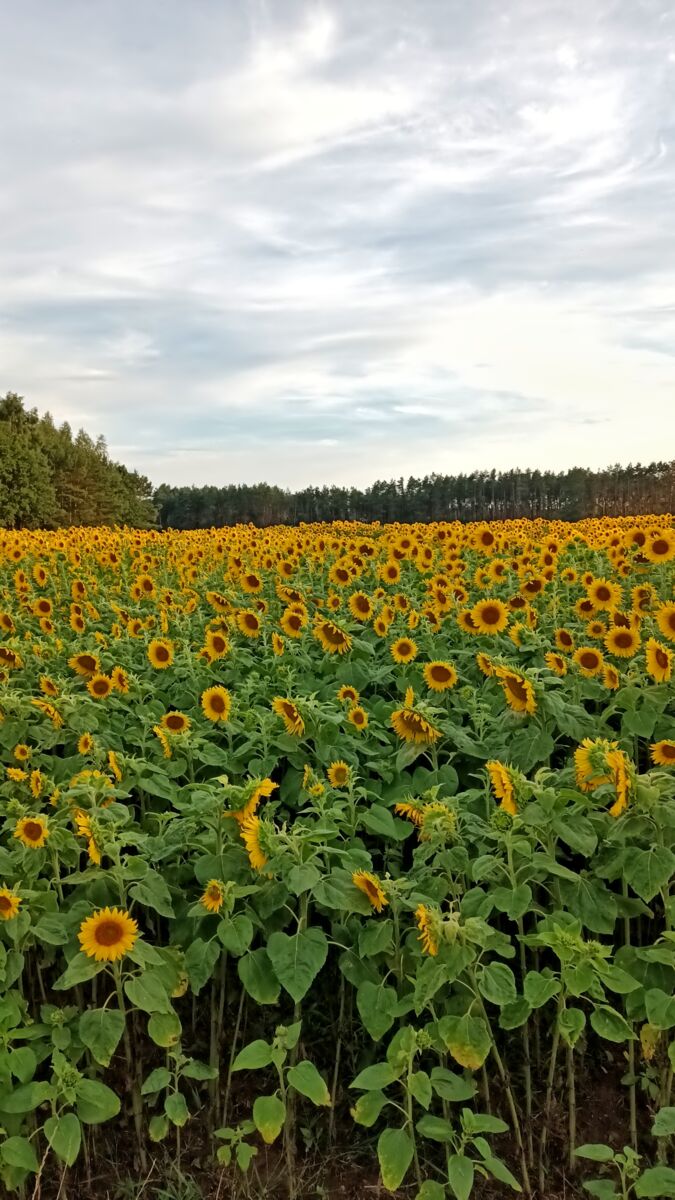 Sunflowers in bloom