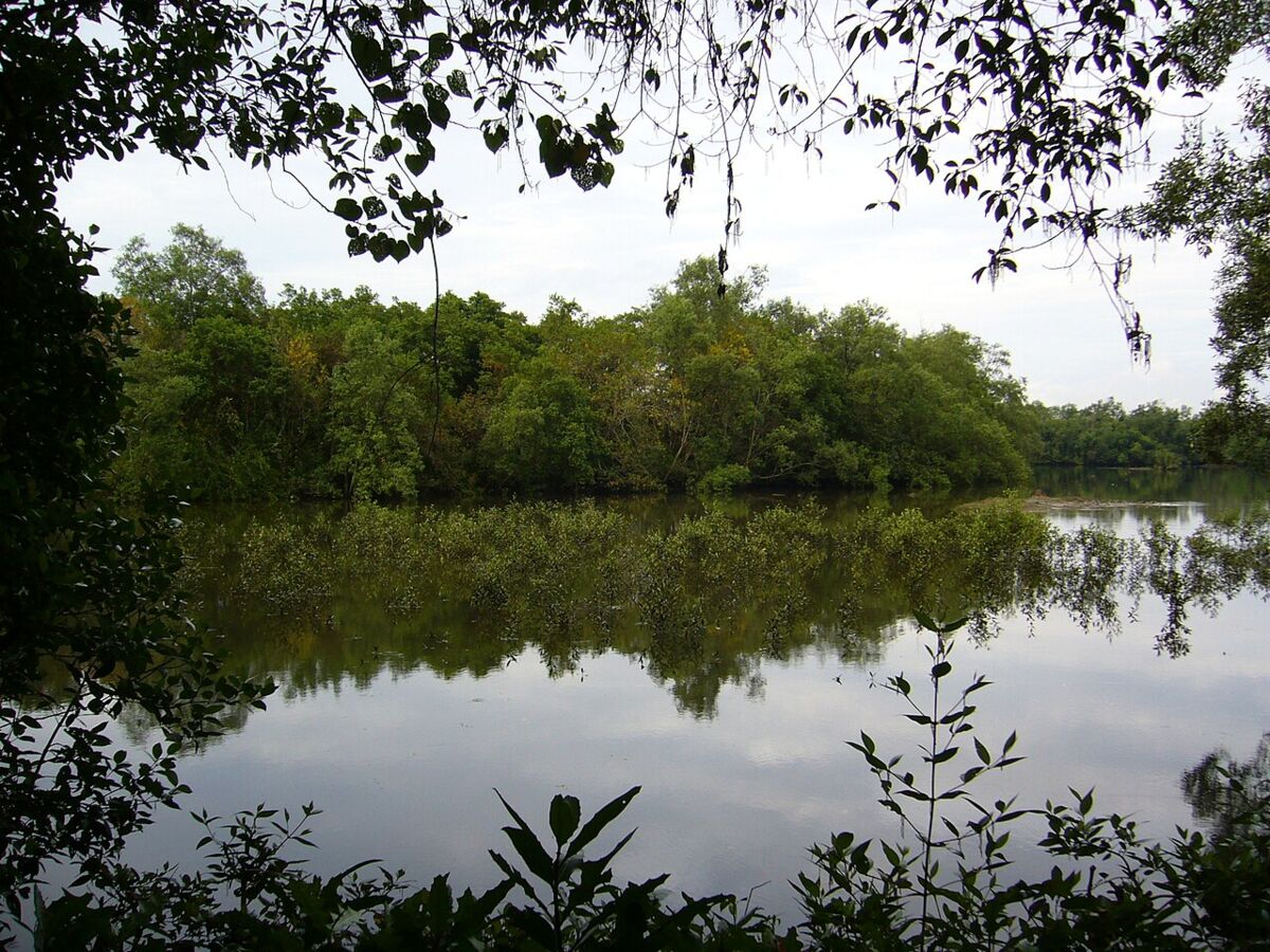Wooden boardwalk and shaded shelter beside a tranquil pond framed by trees at Sungei Buloh Wetland Reserve