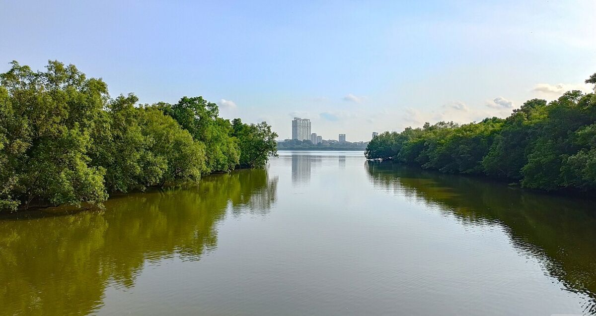 Sungei Buloh Wetland Reserve: A Family Guide to Mangroves, Birds and Boardwalks