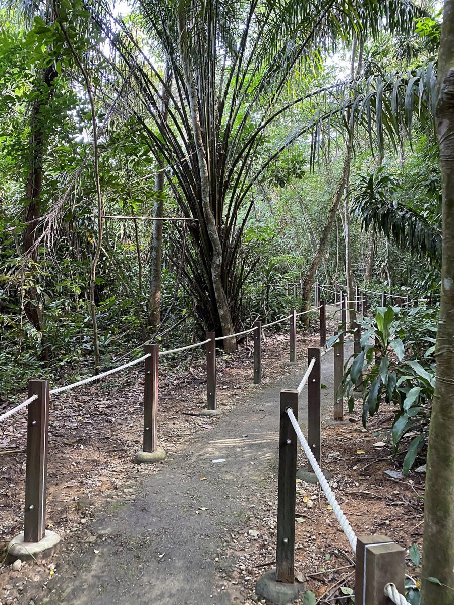 Thomson Nature Park: A Family Guide to Singapore's Forest Ruins