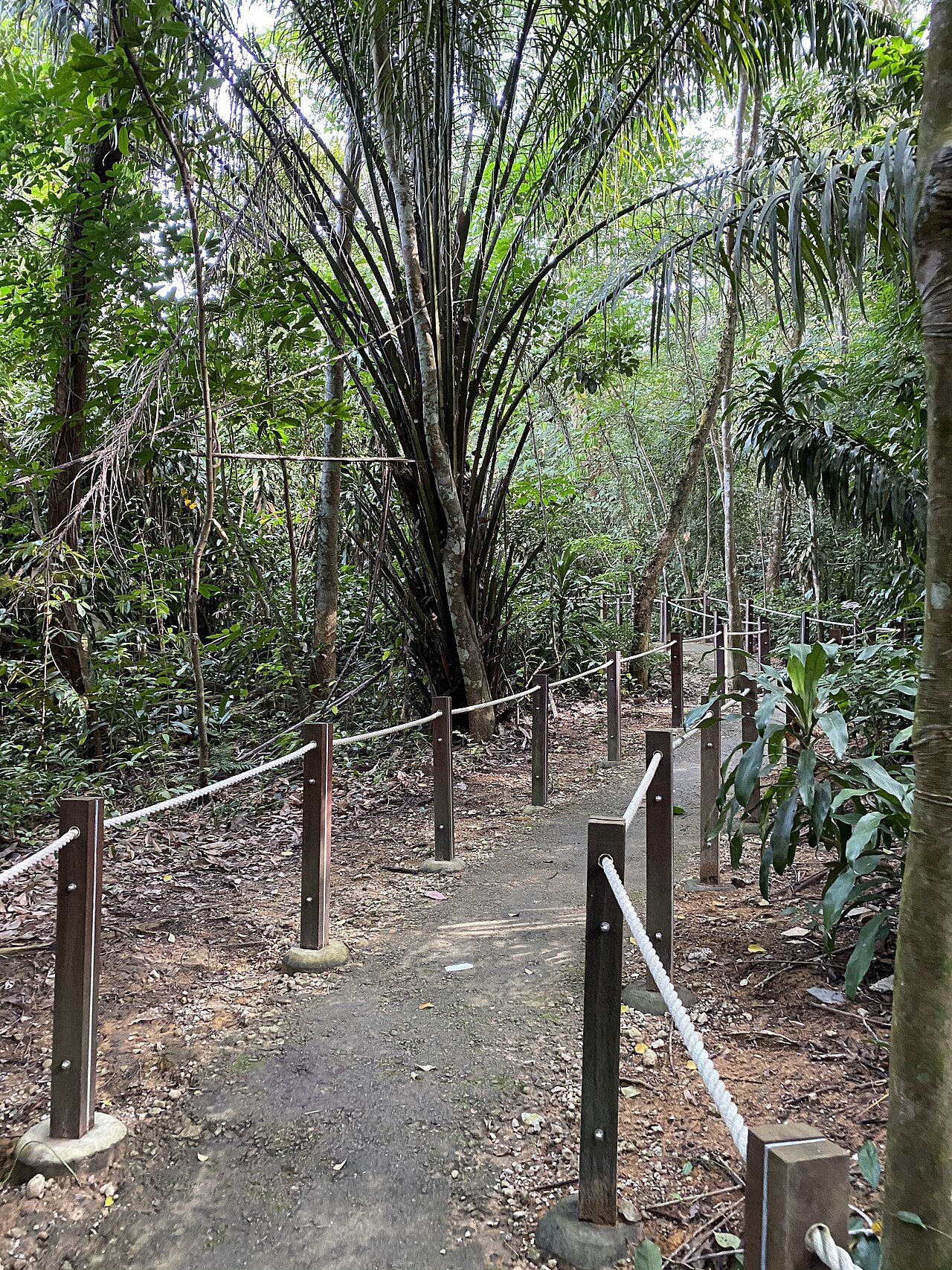 Thomson Nature Park: A Family Guide to Singapore's Forest Ruins
