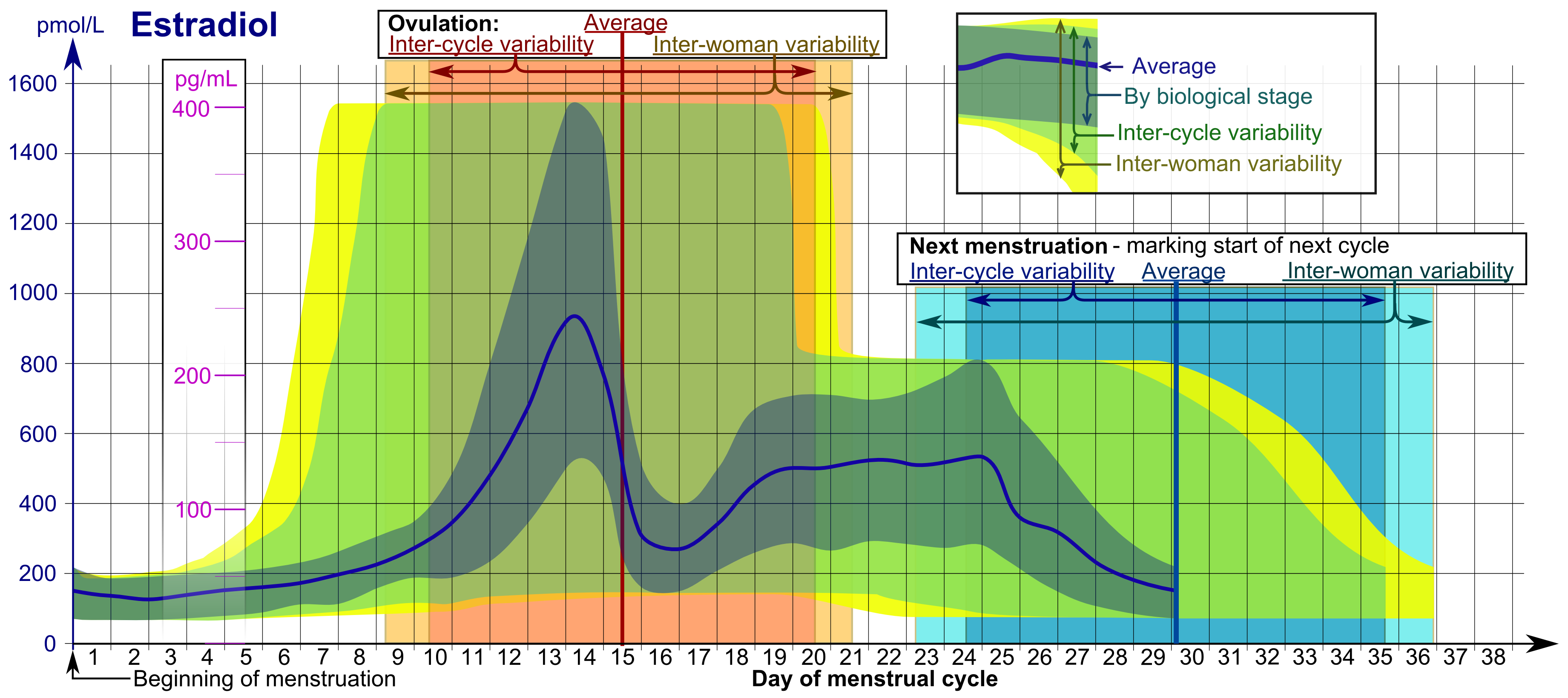 A diagram of the menstrual cycle and fertile window
