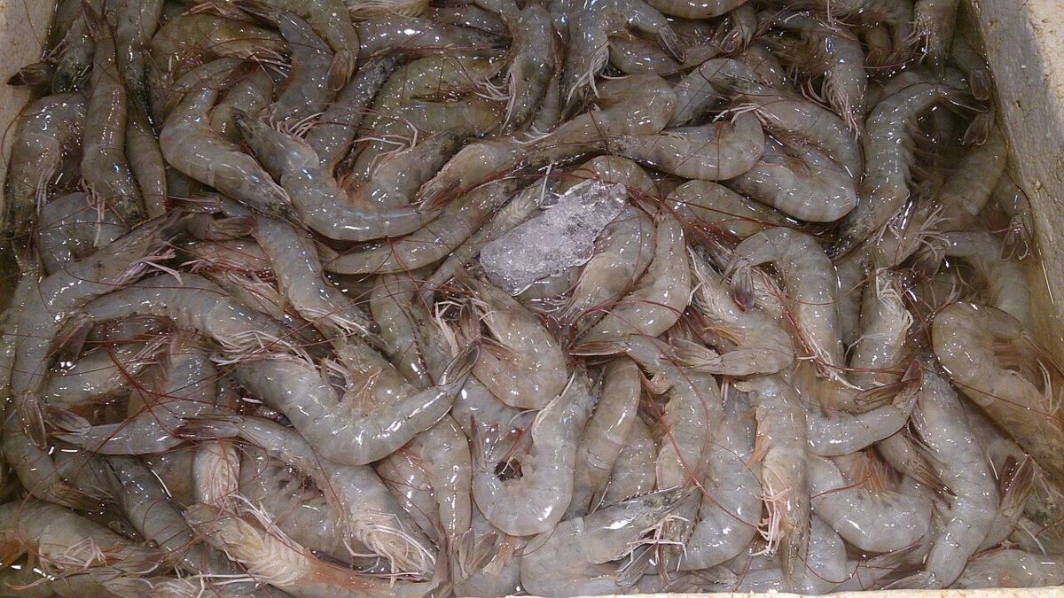 Prawns at a wet market in Singapore
