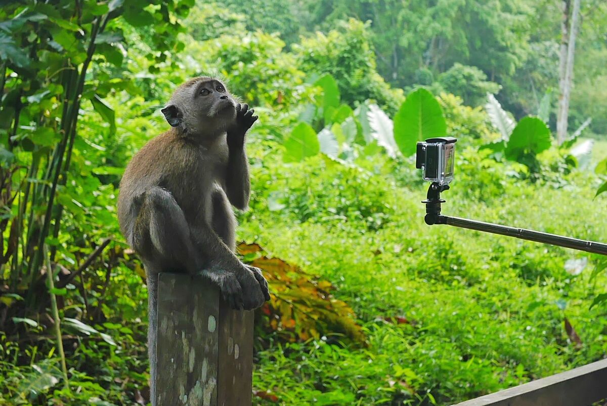 Windsor Nature Park: A Family Guide to Singapore's Easiest Rainforest Walk