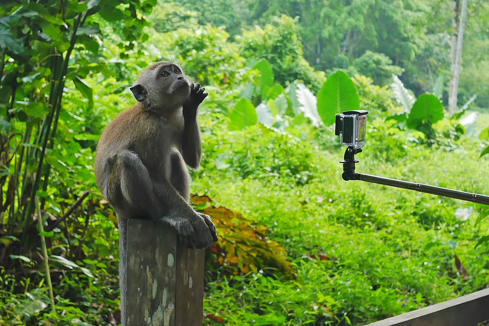 Windsor Nature Park: A Family Guide to Singapore's Easiest Rainforest Walk