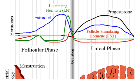 Ovulation and Your Fertile Window Explained