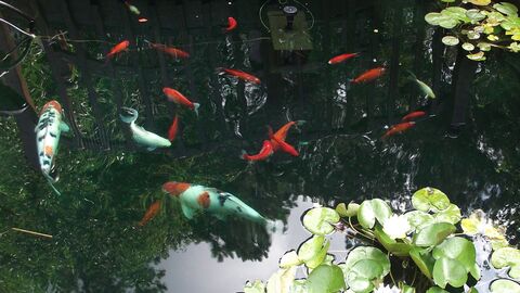 Qian Hu Fish Farm: A Family Guide to Longkang Fishing and More