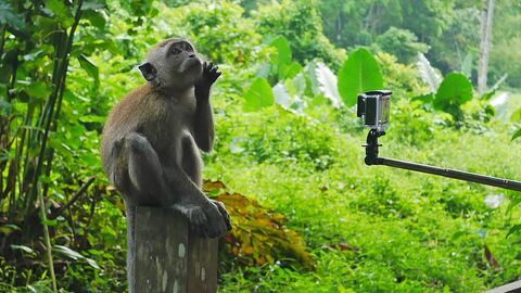 Windsor Nature Park: A Family Guide to Singapore's Easiest Rainforest Walk